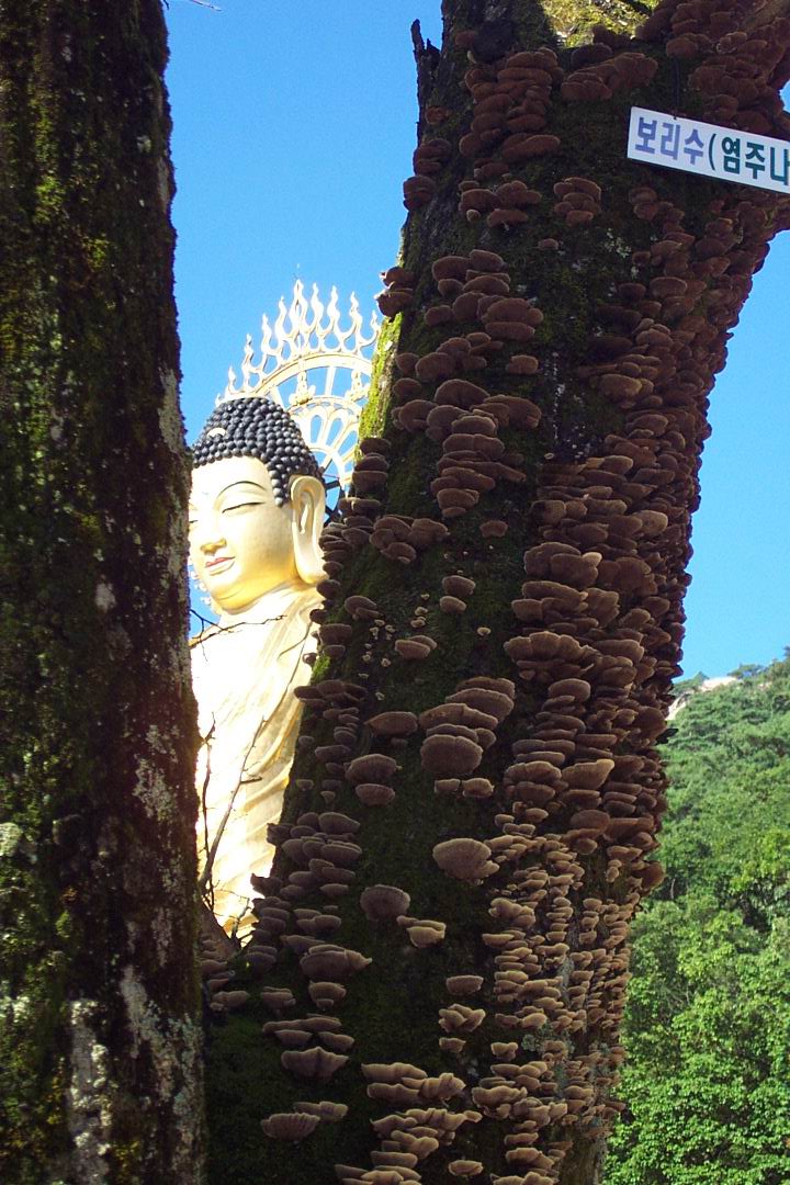 속리산 법주사 청동대불